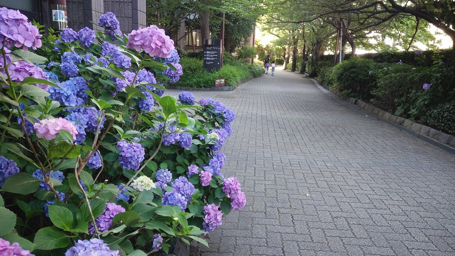 日本不動産購入で日本移民は可能か?経営管理ビザ、永住、帰化を一括解説